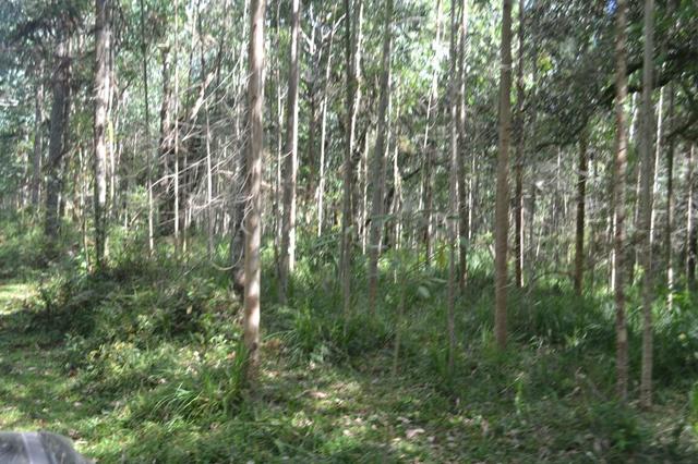 Fazenda