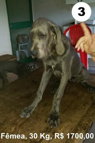 Filhotes de dogue alemão azul - Foto 3