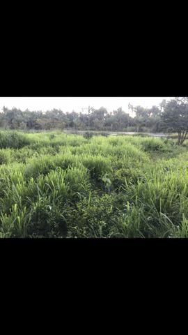 Fazenda 90 hectares - Foto 3