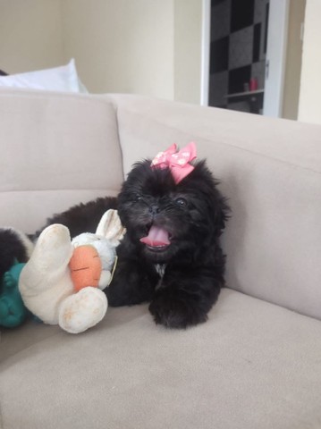 Bebês Shih-tzu disponíveis (Alagoinhas, BA)