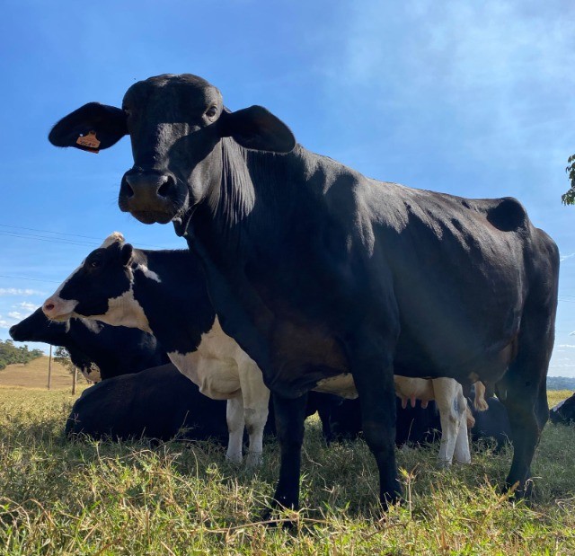 vacas leiteiras  - Foto 6