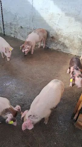14 Porcos novinhos para Engorda  - Foto 4
