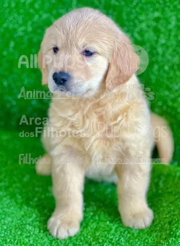 Tradução do amor! ♥️ #amor #goldenretriever #cachorro #fy