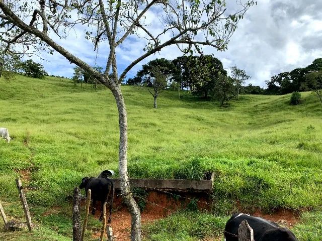 Vendo Chácara em Lambari MG  - Foto 5