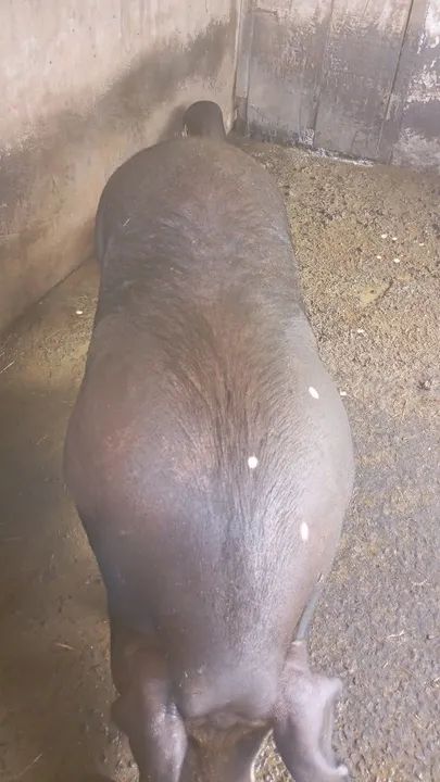 Porco para venda - Foto 6
