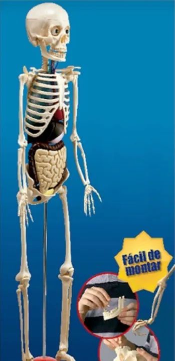 Coleção Corpo Humano RBA - Foto 3