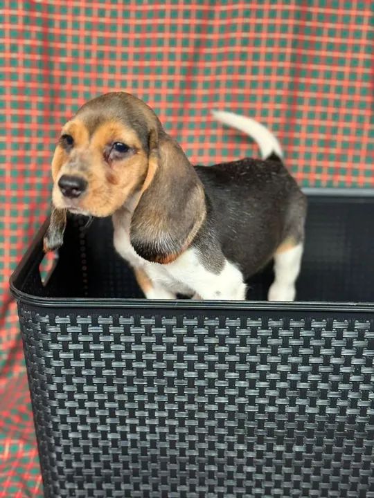 Filhote Beagle - Fêmea