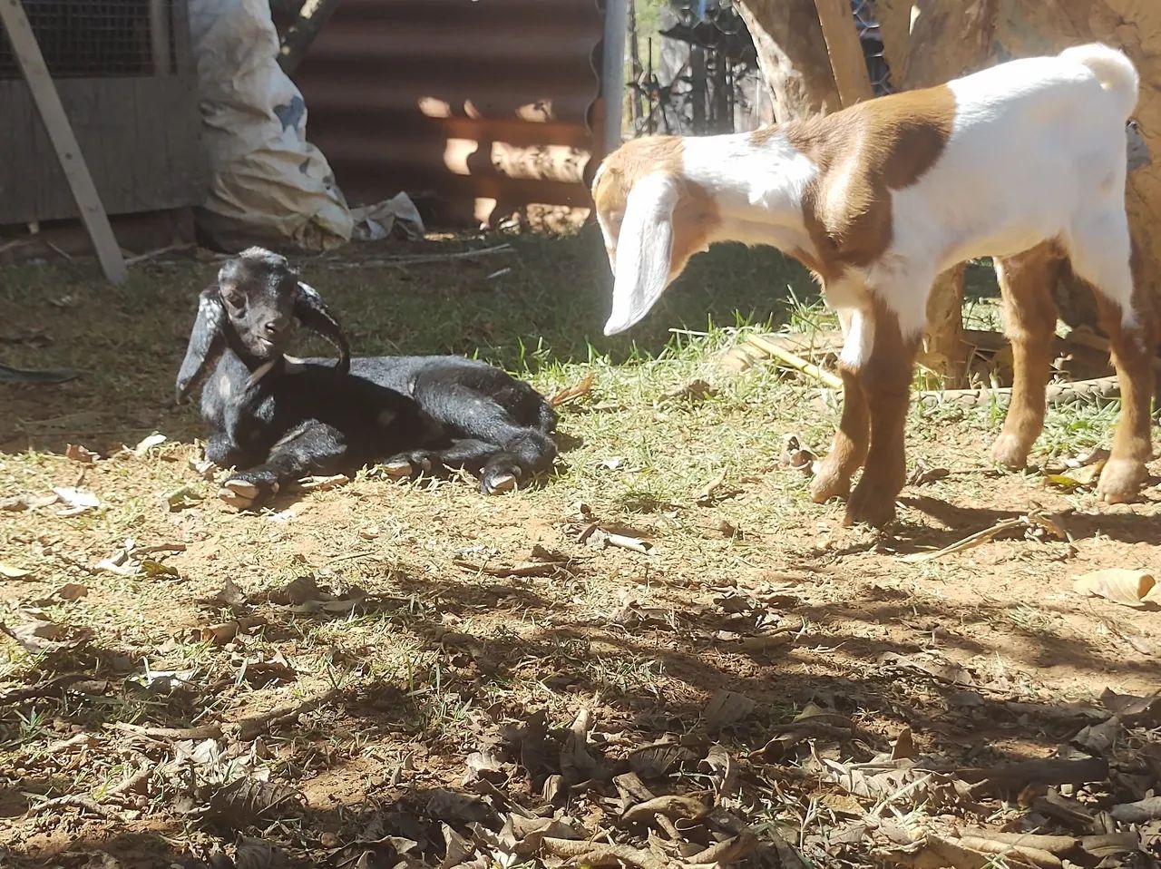 Vende se um casal de mini cabra