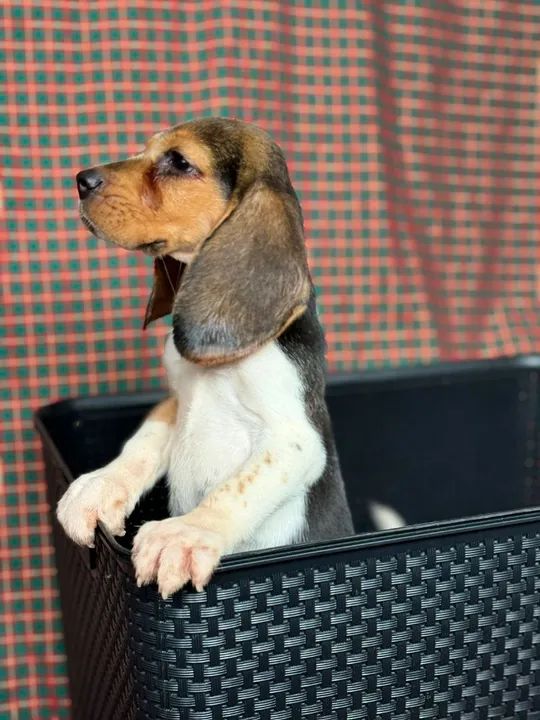 Filhote Beagle - Fêmea - Foto 2