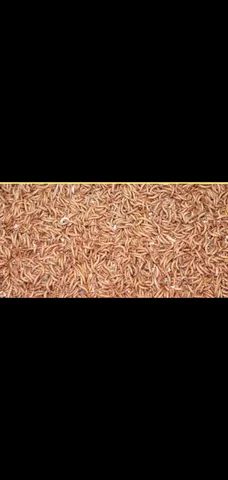 Larvas de besouros - Foto 3