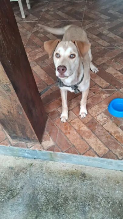 Linda cachorrinha para adoção! - Foto 3