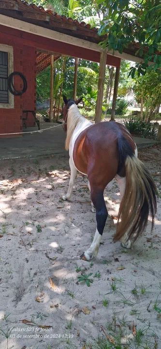 ÉGUA MANGALARGA PAINT HORSE - Foto 3