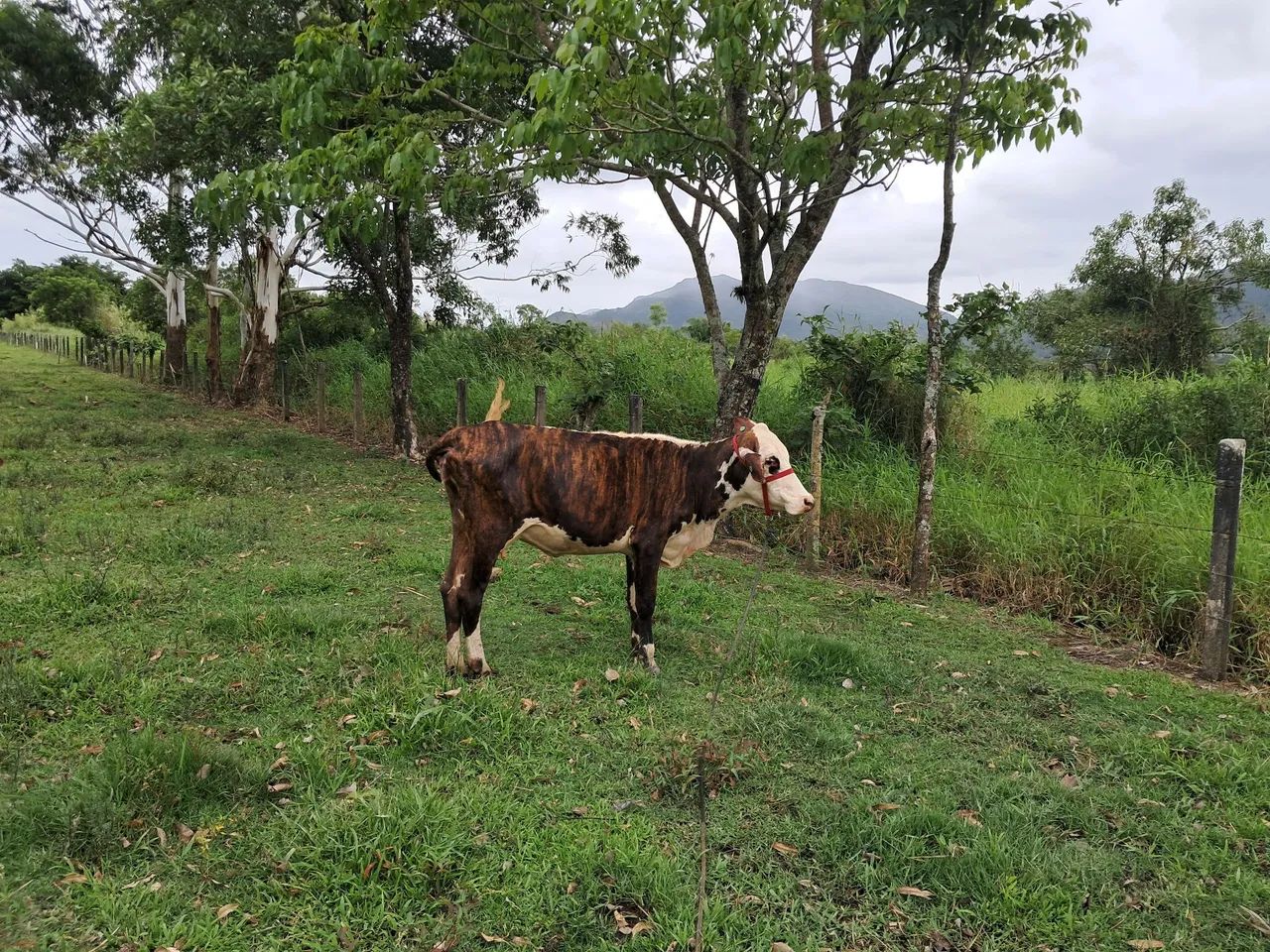 Vendo vaca ou troco por gado  menor - Foto 4