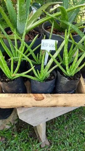 BABOSA ALOE VERA  - Foto 3