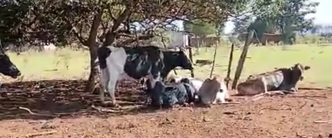 Vacas leiteiras e bezerros  - Foto 3