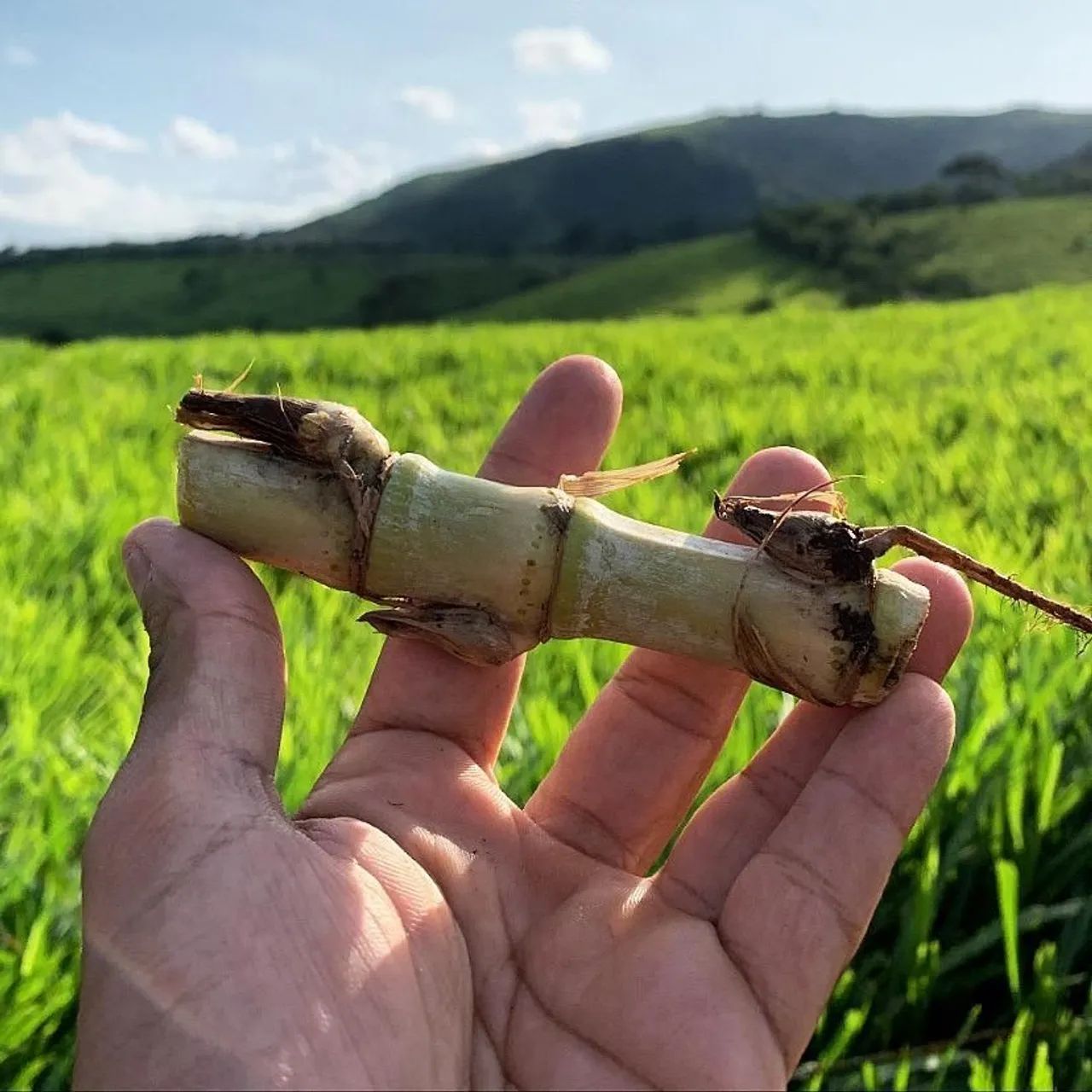 BRS Capiaçu - BRS Kurumi - Tifton  85. - Foto 4