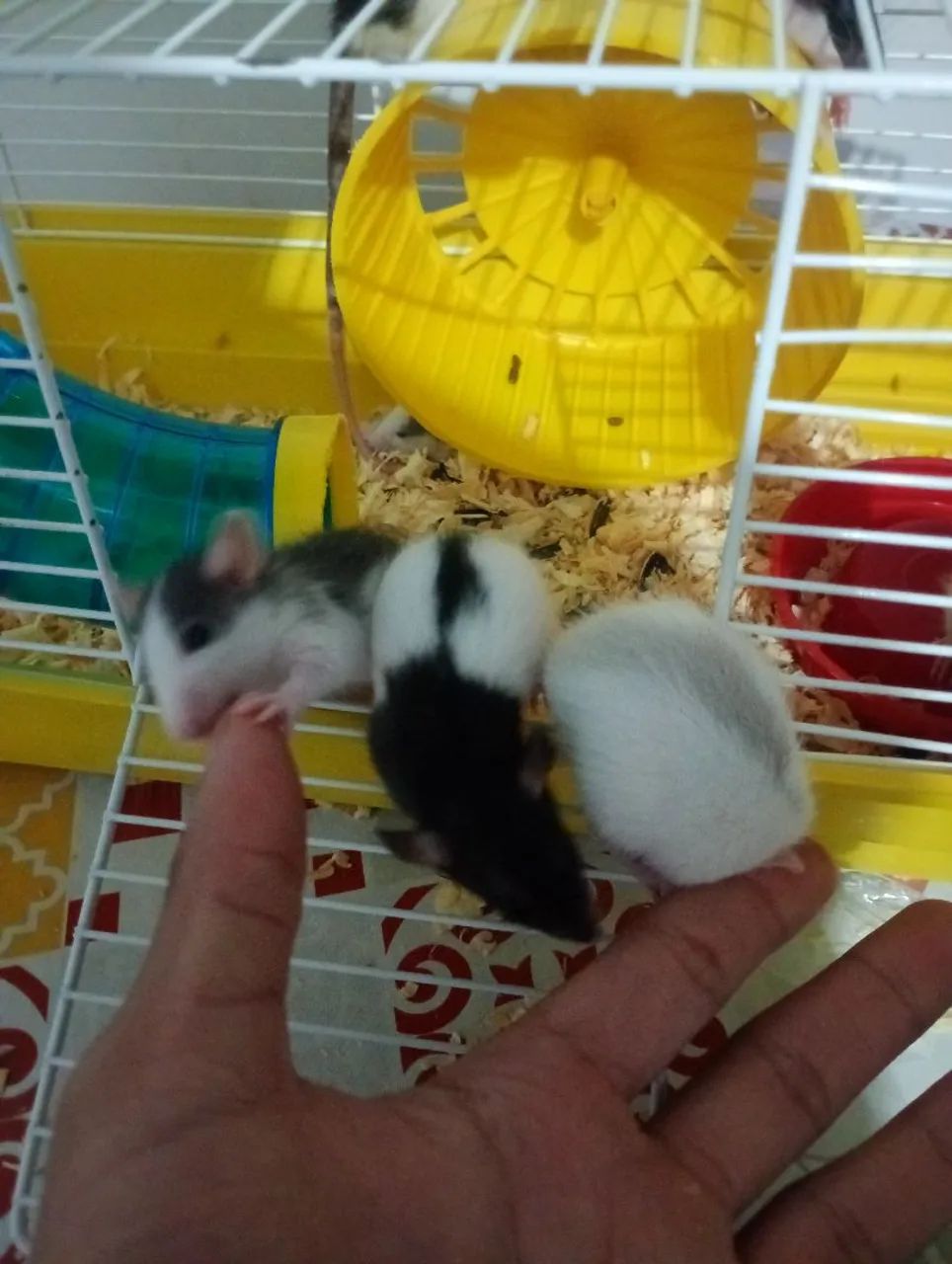 Roedor Twister  - Foto 4