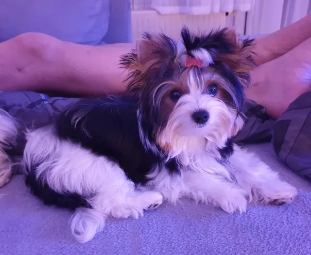 Biewer Terrier Fêmea Tricolor Pequena, Charmosa e Muito Carinhosa