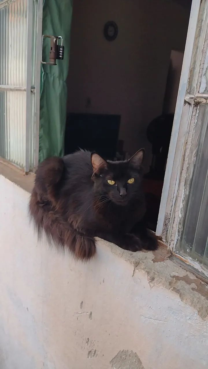 Gata Prenha para Adoção Um Ato de Amor por Muitos!  - Foto 5