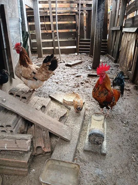 Garnizés a venda - Foto 2