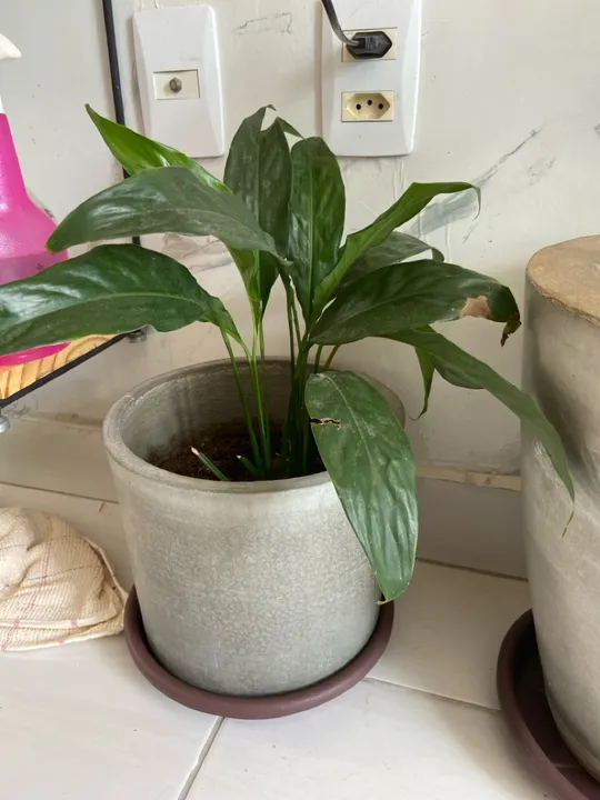 Planta verde em vaso de cimento