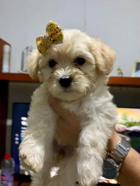 Poodle fêmeas - Foto 2