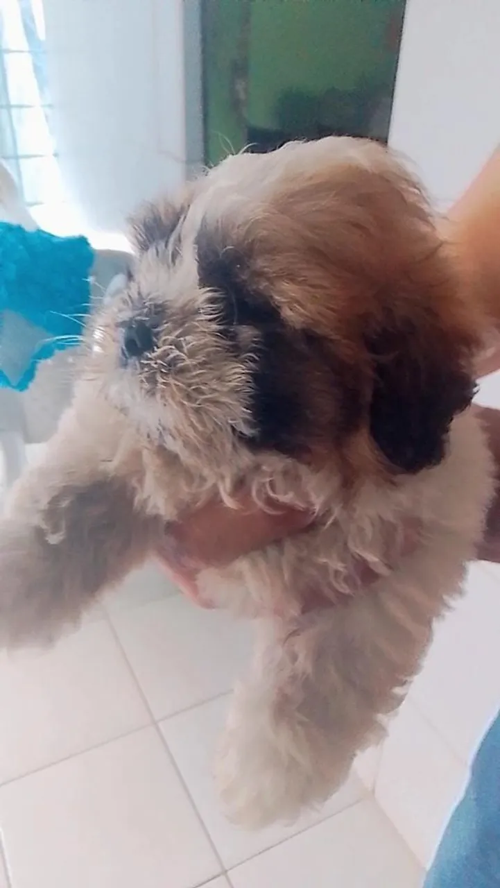 Shih Tzu 