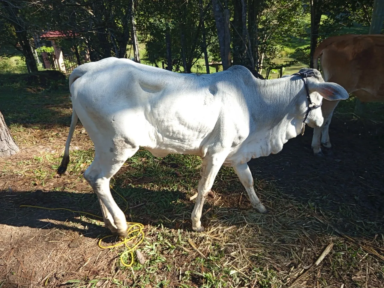 Vendo vaca.novilho e novilha