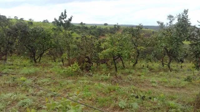 Chácara para Venda em Samambaia na BR 060 sentido Goiânia - Foto 5