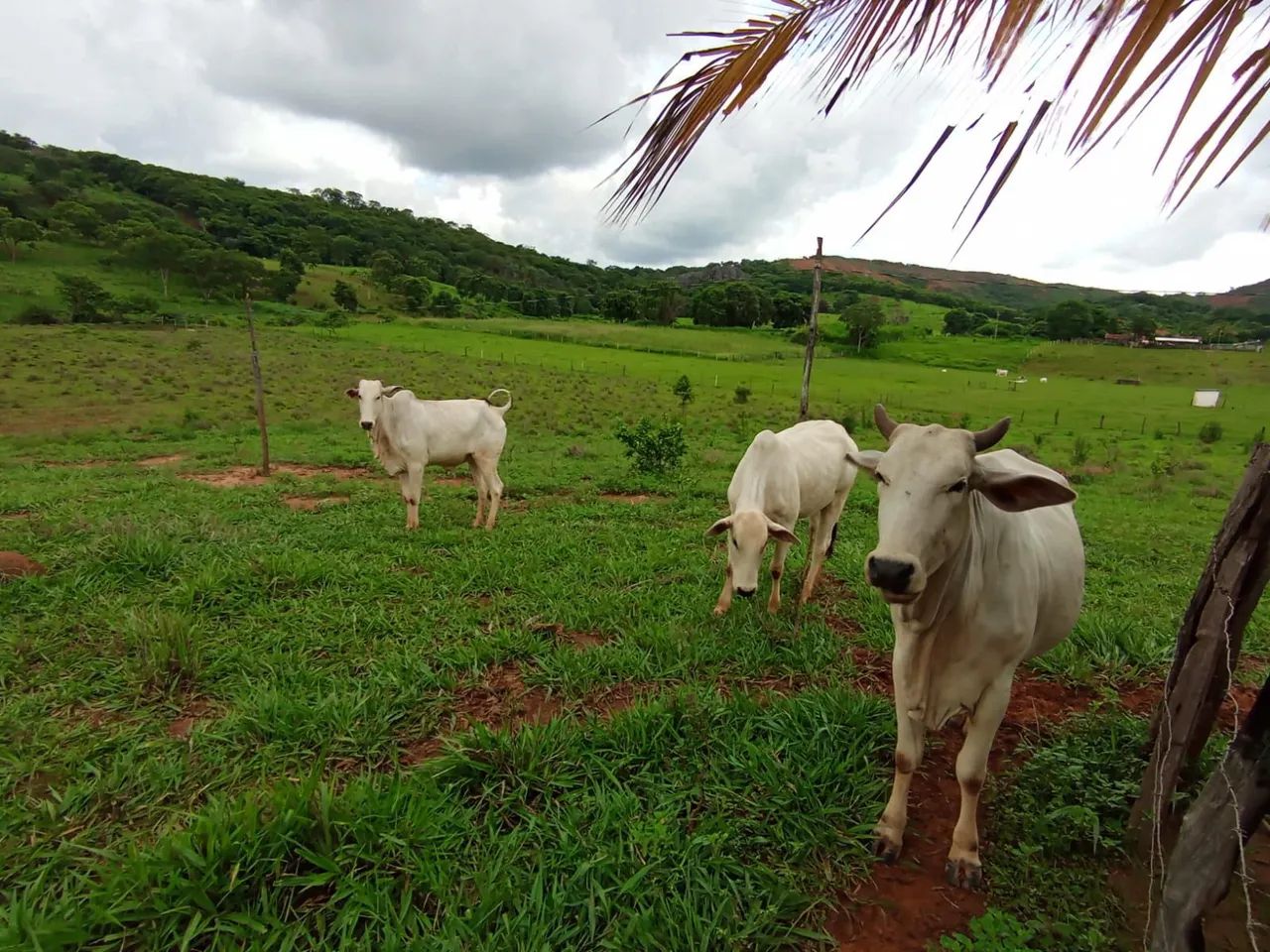 Sitio 1 Hectares Irrigado,Poço Artesiano/Caixa D'Água 50.000 Litros.. - Foto 3