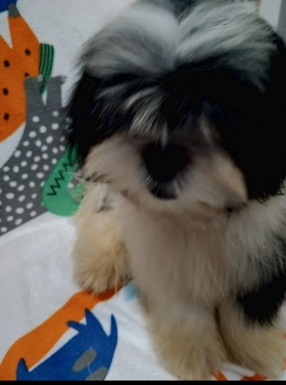 Shih Tzu Fofo