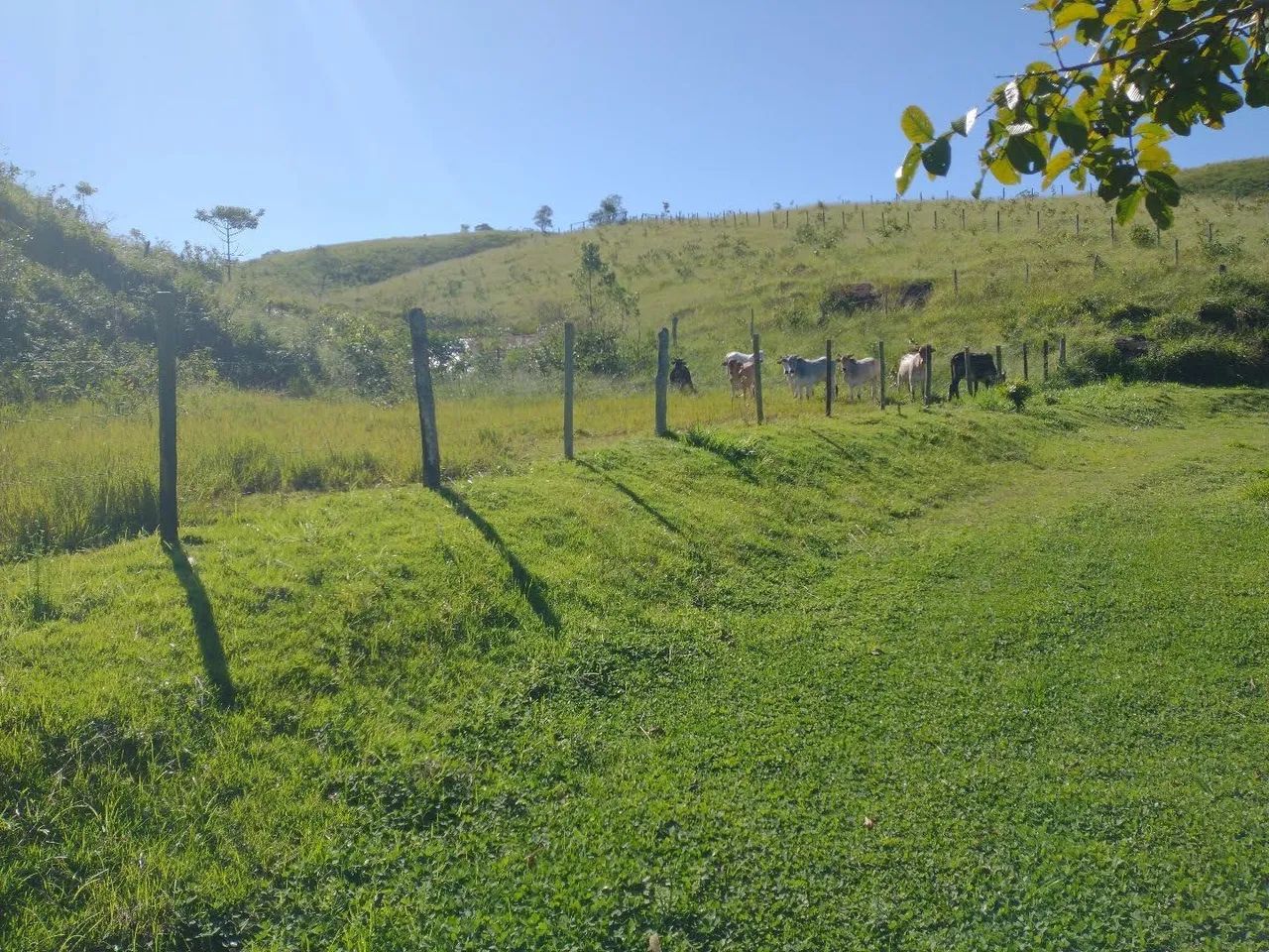 Fazendinha 15 Alqueires Cariacica  - Foto 10