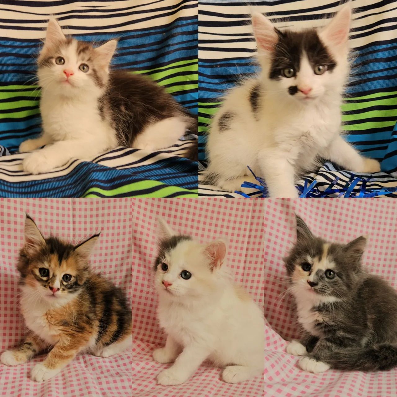 Maine Coon Filhotes - Gatil BSB Cat 