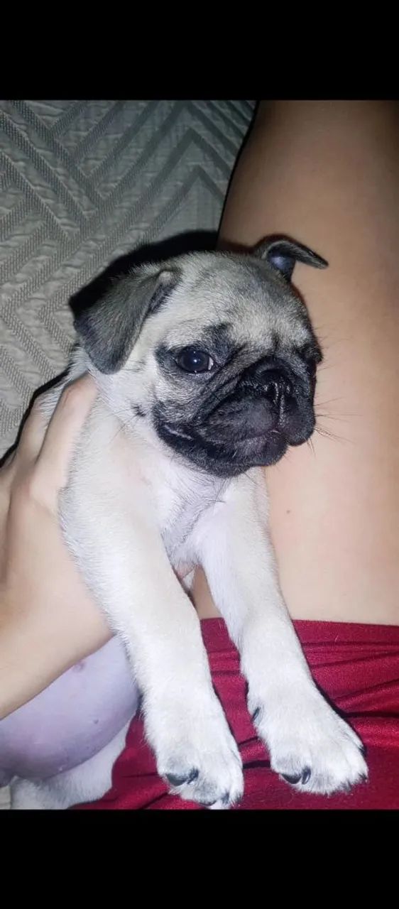 Filhote de Pug - Foto 3