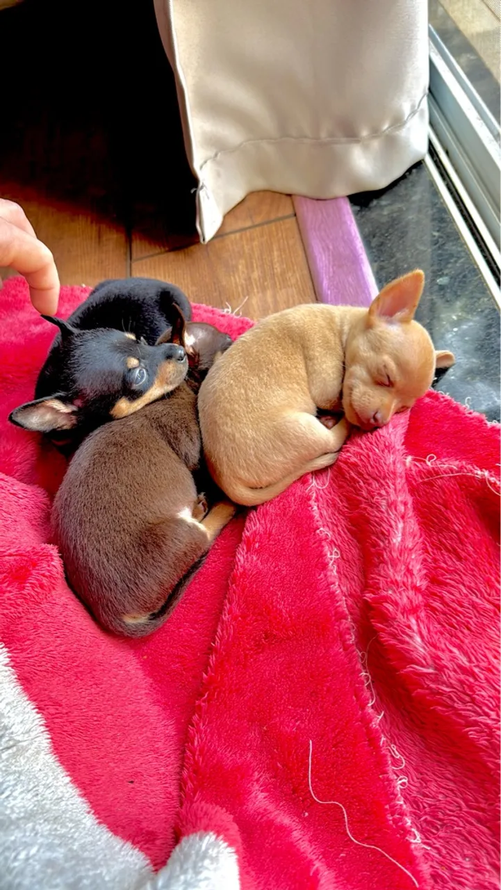 Pinscher duas fêmeas e um machinho 