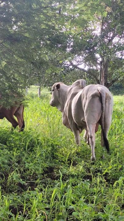 Vende-se touros - Foto 2