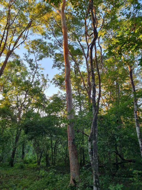 OPOTUNIDADE!! Fazenda 202 Hectares Arinos-MG - Foto 9