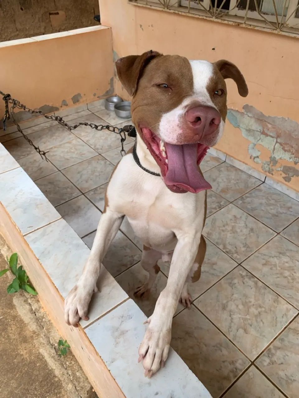 Doa-se lindo cachorro  - Foto 2