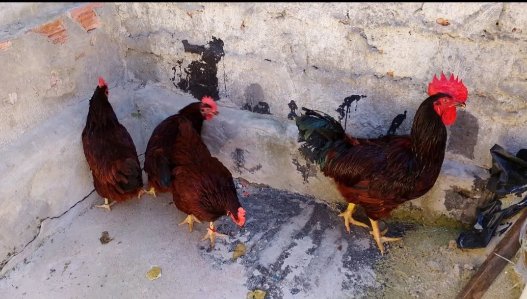 Galinhas e galo caipiras