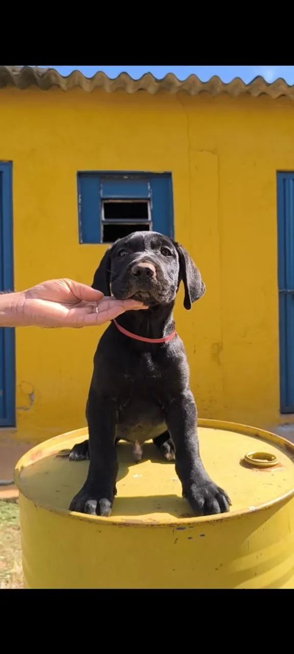 Presa Canário - Filhote Macho Disponível! - Foto 4