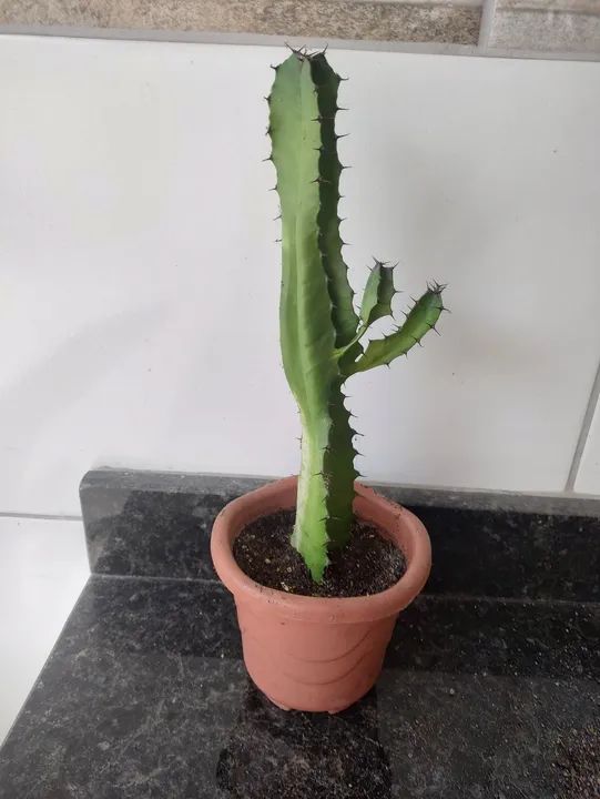 Cacto mandacaru em vaso