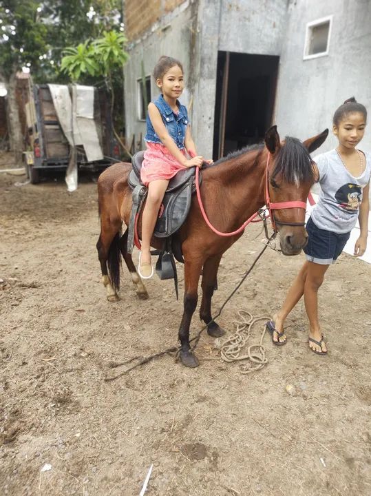 Potro piquira  - Foto 3