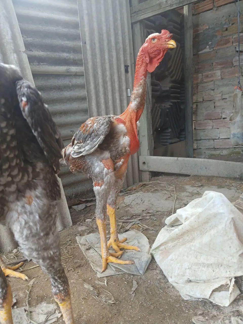 Frango polaco gigante 