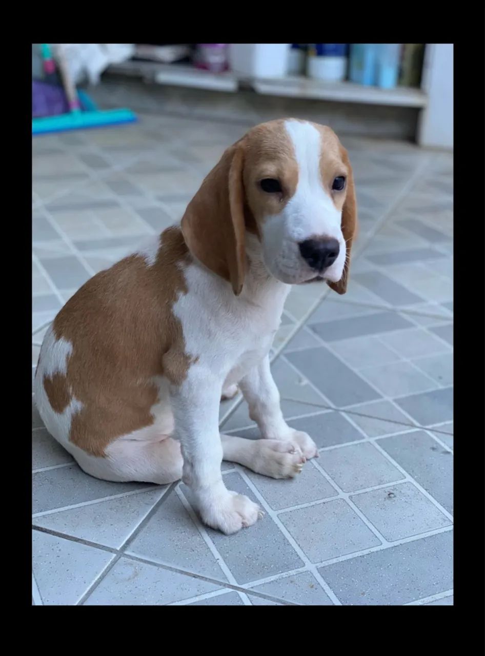 Beagle Fêmea Com Pedigree de 3 Geração