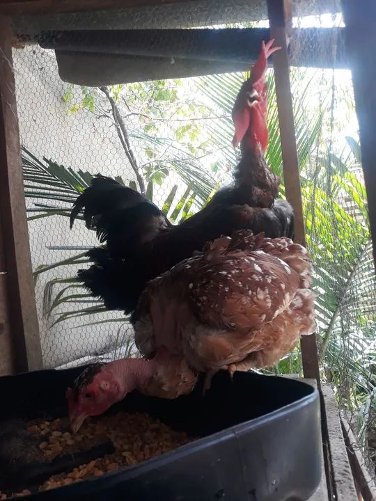 Galos de raça pura para vendo galo polaco, Valor R$ 150,00  - Foto 4