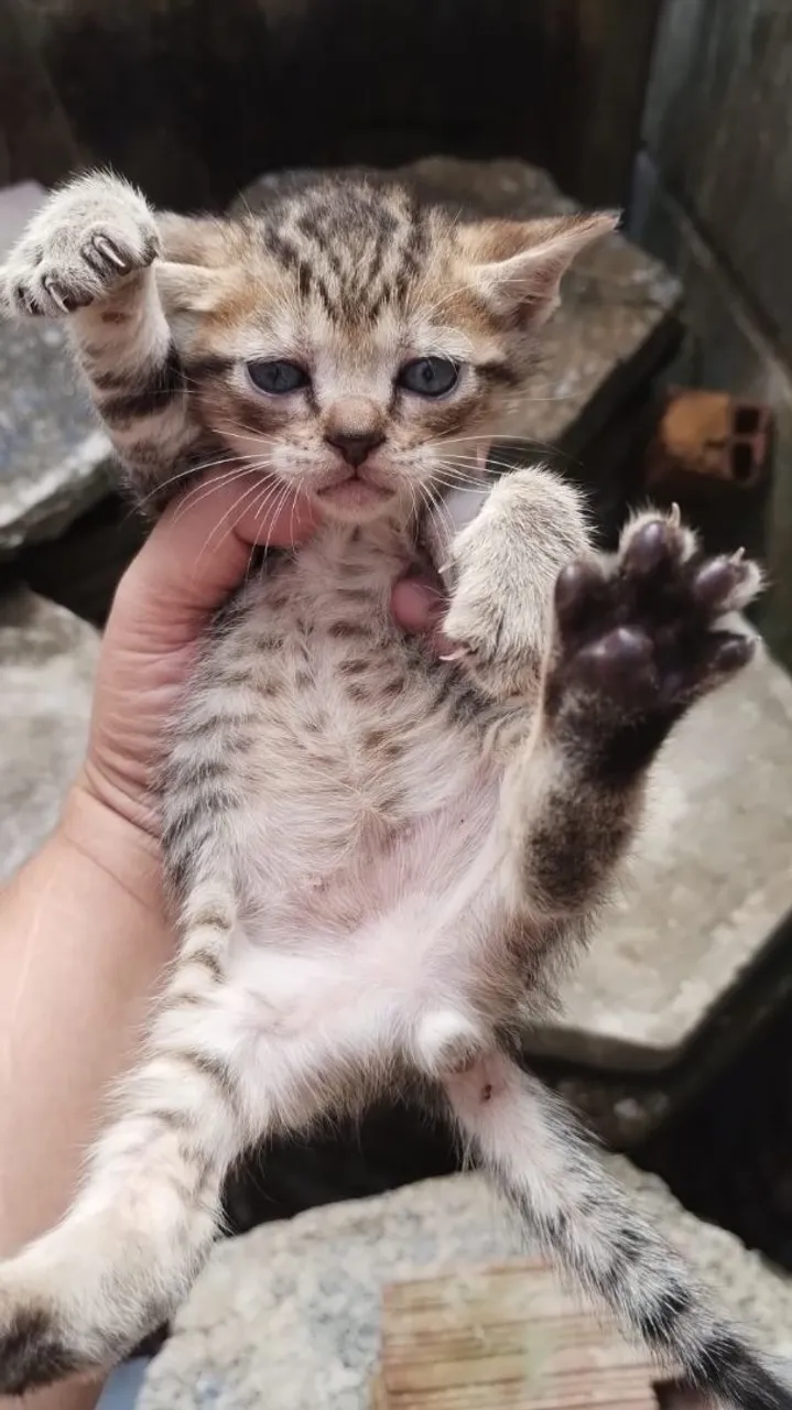 Lindos gatinhos tigrados para Adoção