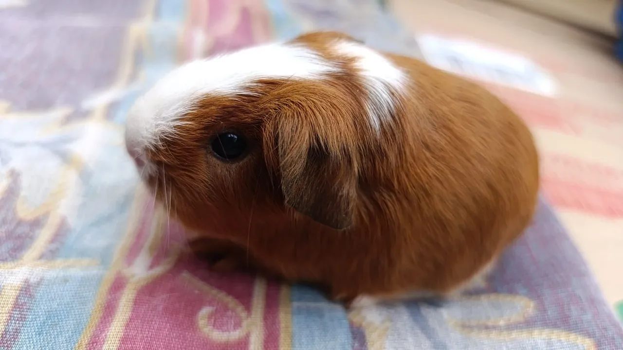 Porquinhos da Índia 