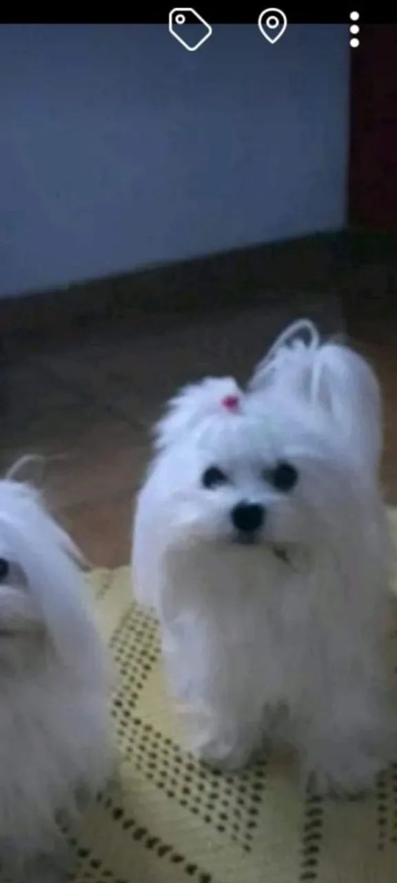 Maltês mine - Foto 4