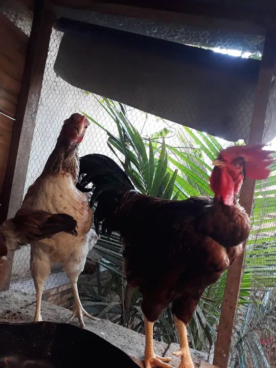 Galos de raça pura para vendo galo polaco, Valor R$ 150,00 