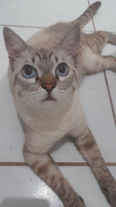 gato para doação adoção 